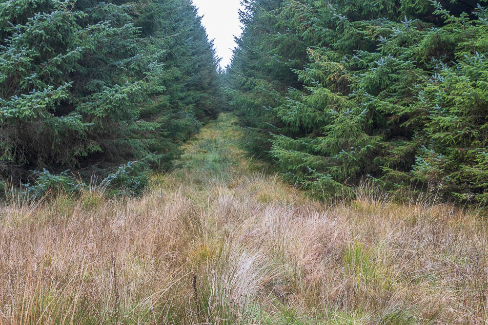 Bower Wood Bower Wood